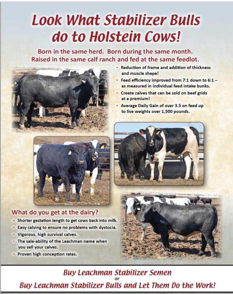What Stabilizer Bulls do to Holstein Cows Leachman Cattle