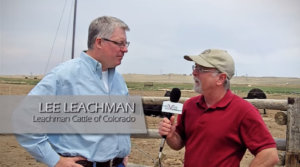 Crossbreeding Considerations in Cattle