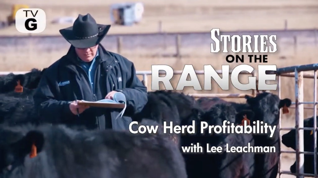Cow Herd Profitability Leachman