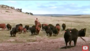 Lee Leachman on NCBA's Cattlemen To Cattlemen