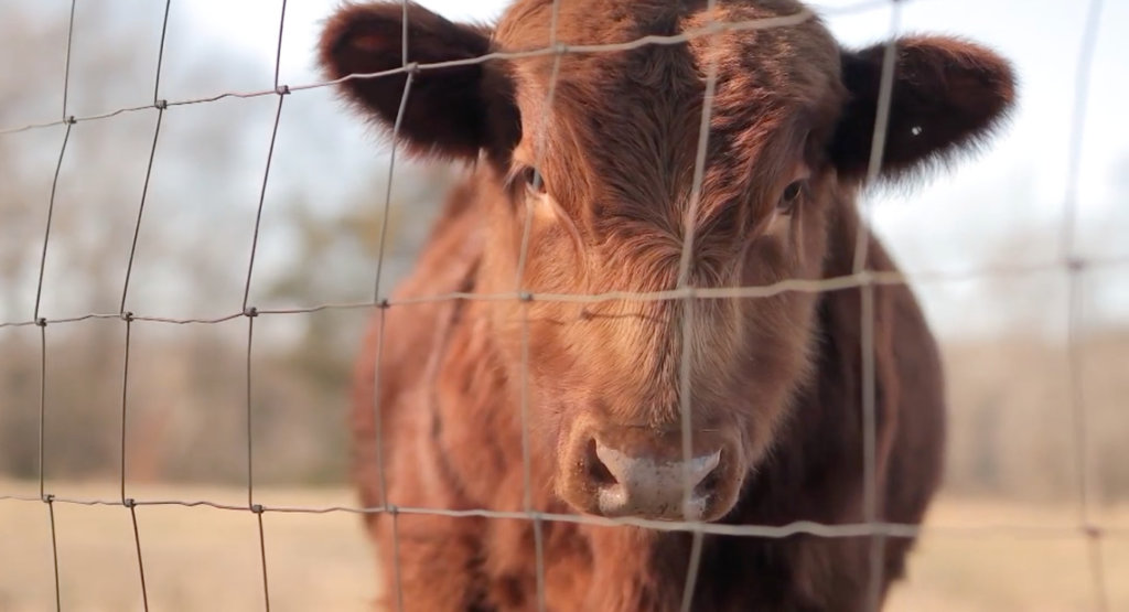 Red cow looking through fence