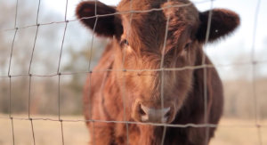 Red cow looking through fence